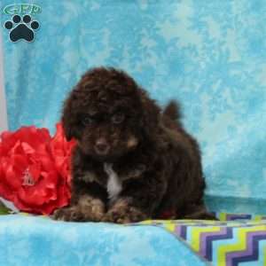 Squirrel, Toy Poodle Puppy